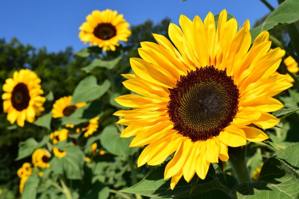 image classification with keras
