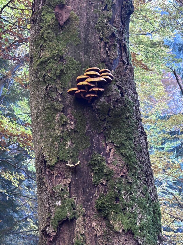 קניון דיירי סלובקיה