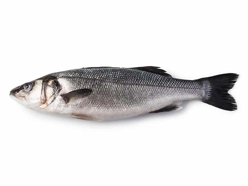 Sea Bass test 2