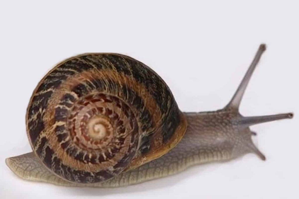 Snail Test Image