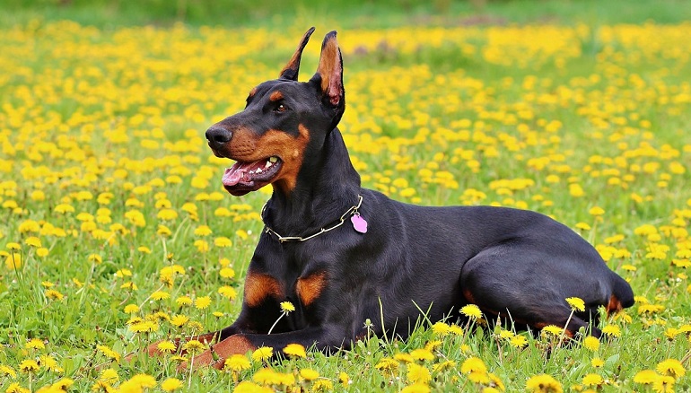 Doberman