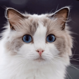 How to Use AI Face Animation for Lifelike Portraits 6 AI Face Animation result